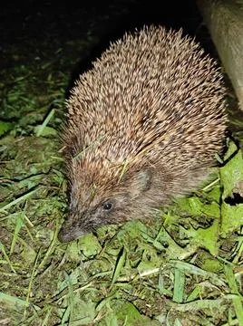 Hedgehog Stock Photos