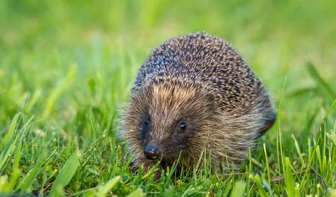 Hedgehog Stock Photos
