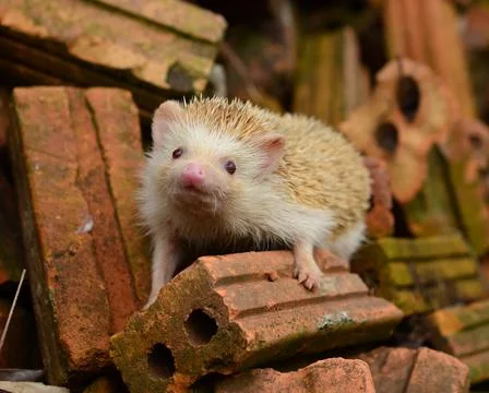 Hedgehog 写真素材