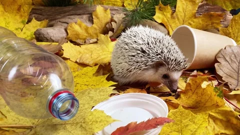 Hedgehog at plastic trash. Environmental conservation concept. Stock Footage 219484786