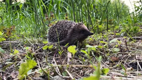 Hedgehog playing with the grass Stock Footage 146140164