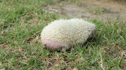 Hedgehog pooping 库存影片 42902241