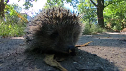 Hedgehog posing for the camera. Stock Footage 138874359