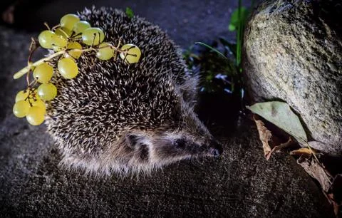 Hedgehog preparing for winter Stock Photos