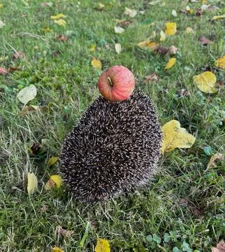 Hedgehog with a red apple on its back in an autumn garden. Stock Photos