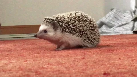 Hedgehog on red carpet Stock Footage 160672813