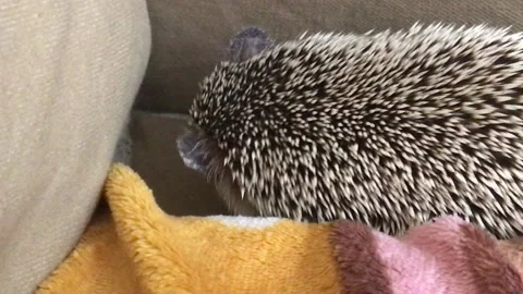 Hedgehog relaxing on sofa Stock Footage 160672981