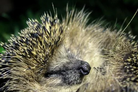Hedgehog resting Stock Photos