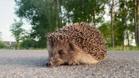 Hedgehog on the road. Video stock 134467126