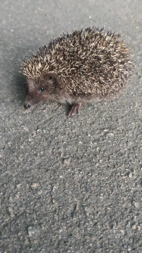 Hedgehog on the road. Stock-Footage 312346112