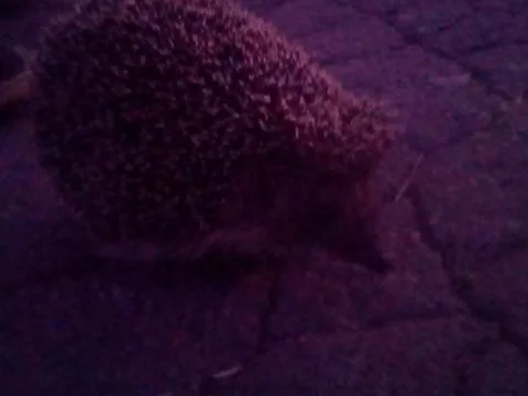 Hedgehog on the road Stock Photos