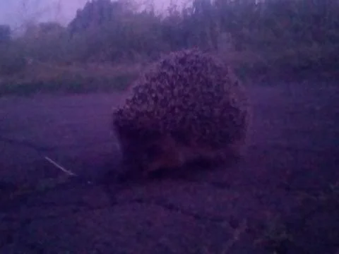 Hedgehog on the road Stock Photos