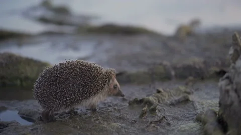 Hedgehog is running on the ground Stock Footage 92469170