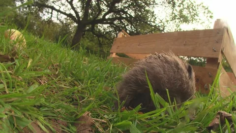 Hedgehog self-anointing in orchard grass Stock Footage 314896448