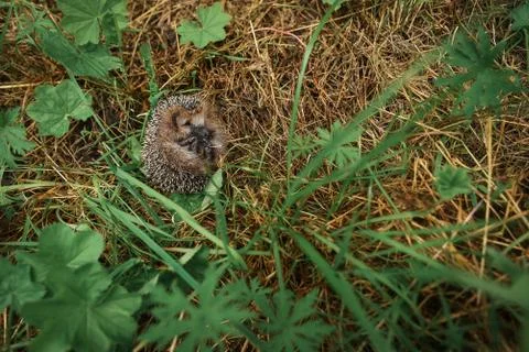 Hedgehog sitting in the grass Stock Photos