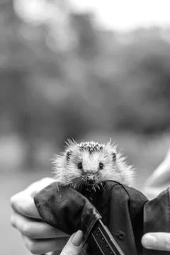 Hedgehog sitting in the hands Stock Photos