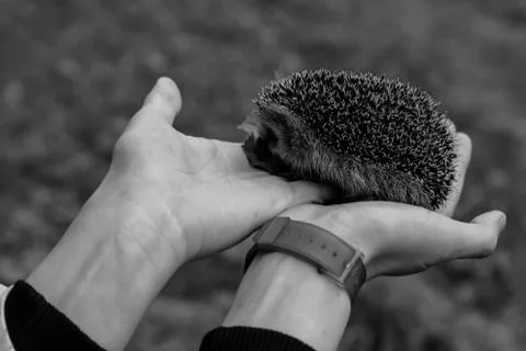 Hedgehog sitting in the hands Foto stock