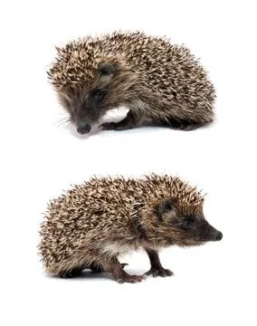 Hedgehog sitting Stock Photos