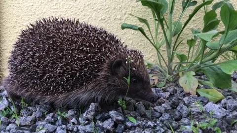Hedgehog Sitting Still Close-Up Stock Footage 314464211