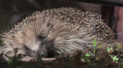 Hedgehog sleeping on the ground Stock Footage 5165500