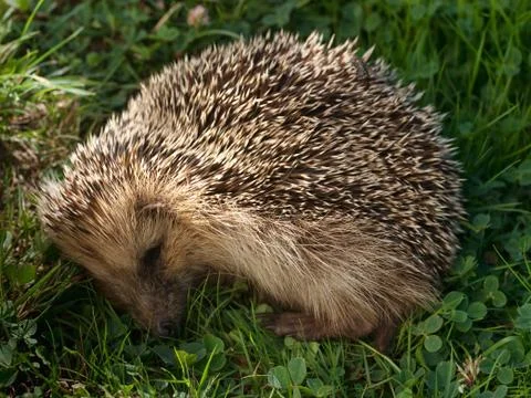 Hedgehog sleeping Fotos Stock