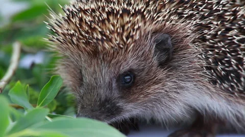 Hedgehog sniffing the grass Stock Footage 67749712