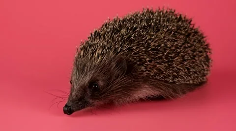 Hedgehog sniffing, looking around going to the camera, closeup Stock Footage 62642173