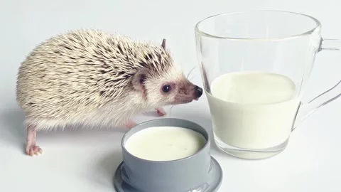 Hedgehog sniffing milk Stock Footage 169807082