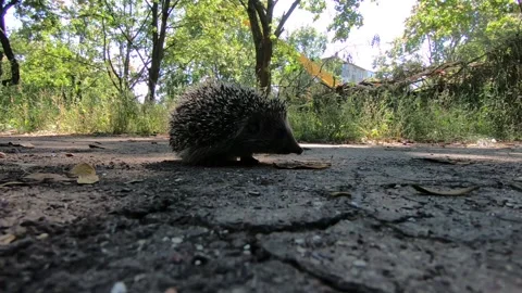 The hedgehog sniffs the camera and leaves. Stock Footage 138874628