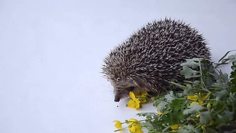 The hedgehog sniffs flowers against a light background. Stock Footage 157670462