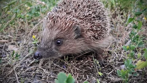 Hedgehog sniffs the smells and shakes his head. Erinaceus europaeus Stock Footage 315217672