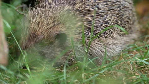 Hedgehog Snuffling In Grass Close Up Stock Footage 232896107