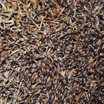 Hedgehog spines  background Stock Photos