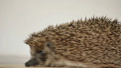 A hedgehog spinning on a toy carousel. Like a squirrel in a wheel. Stock Footage 130930374