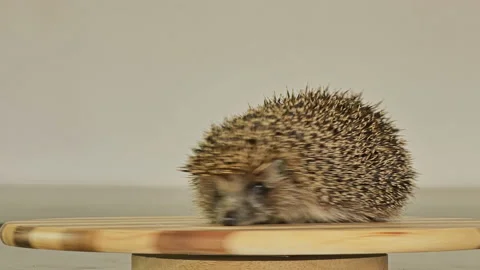 A hedgehog spinning on a toy carousel. Like a squirrel in a wheel. Stock Footage 130932704