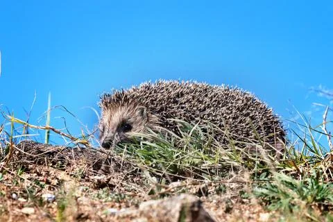 Hedgehog in the spring grass Stock-Fotos