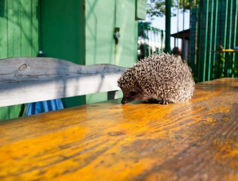 Hedgehog on the table Stock Photos