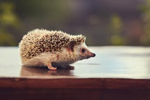 Hedgehog on the table Stockfoto's