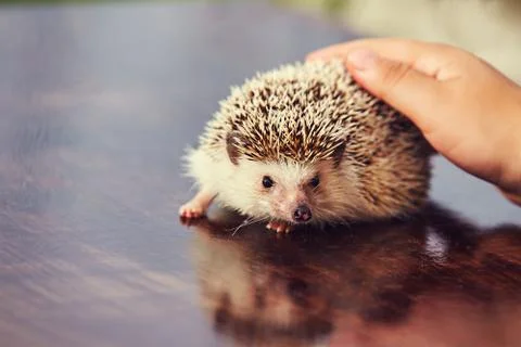 Hedgehog on the table Stockfoto's