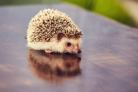 Hedgehog on the table Stockfoto's