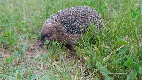 Hedgehog in the thick grass Видео 312409365