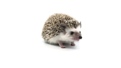 Hedgehog three quater view Stock Footage 105461572