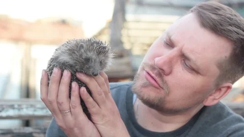 The hedgehog trying to escape from the hands of men Stock Footage 74947854