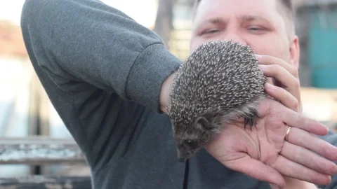 The hedgehog trying to escape from the hands of men Stock Footage 74948023
