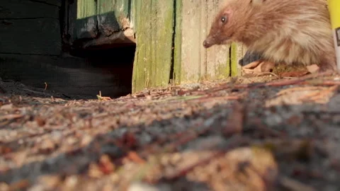 The hedgehog is trying to squeeze through a small gap Stock Footage 251640700