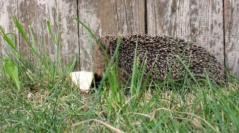 Hedgehog vs apple Vidéo 12388089