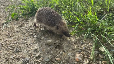 Hedgehog walking around the grass path searching for food Stock Footage 166241360