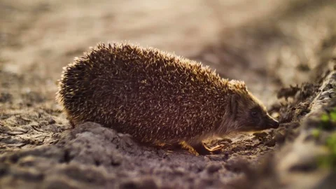 Hedgehog walking from dry ground to green grass in sunset time Vídeo Stock 75249341