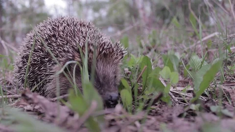 Hedgehog walking eating in the grass Video stock 76252541