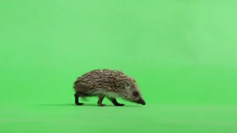Hedgehog walking in front of a green screen Stock Footage 240756933